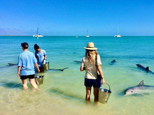 monkey mia paddle boarding with dolphins