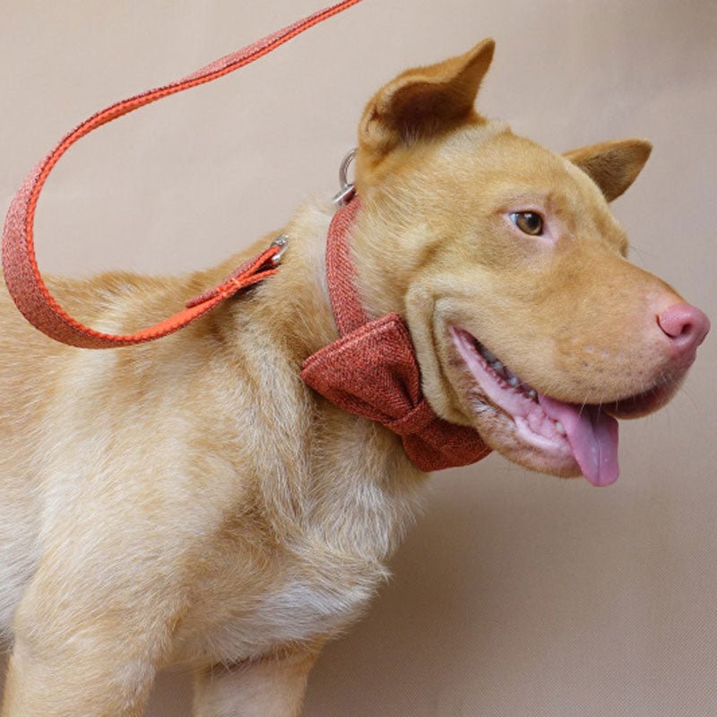 petduro cute dog collar with leash set