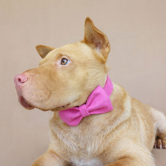 Custom dog collar pink wity bow tie