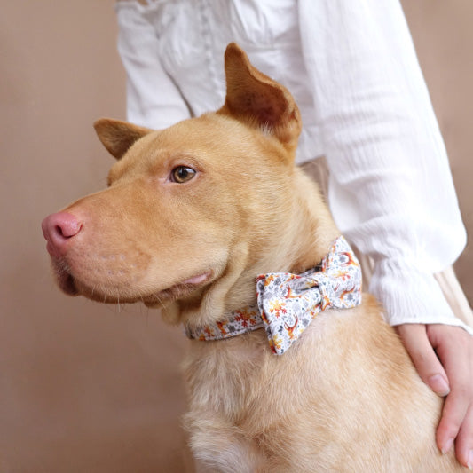 pretty dog collar christmas for pitbull