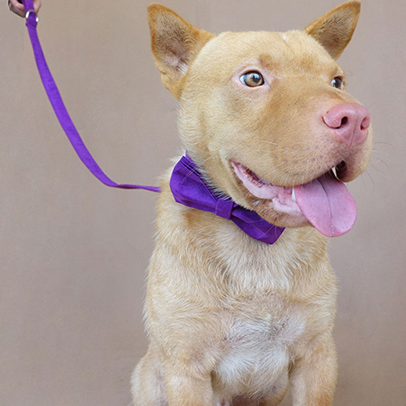 petduro purple dog collar personalized