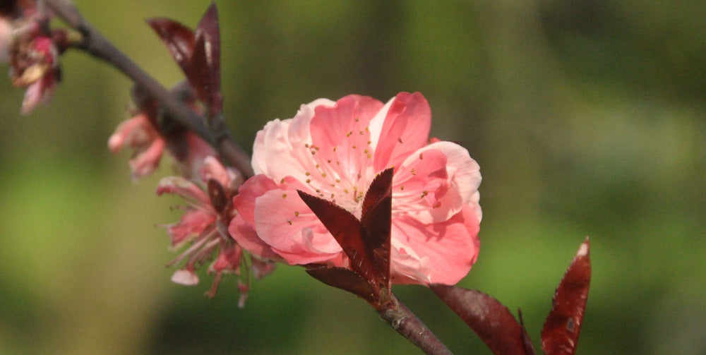 The peach blossom