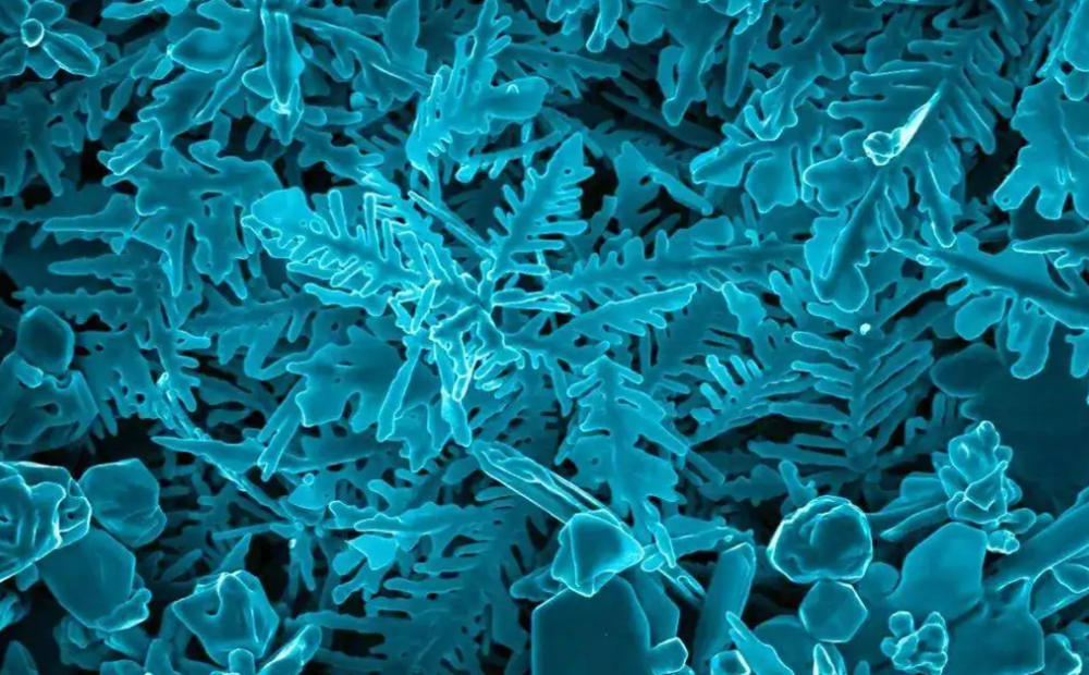 Microscopic biological details