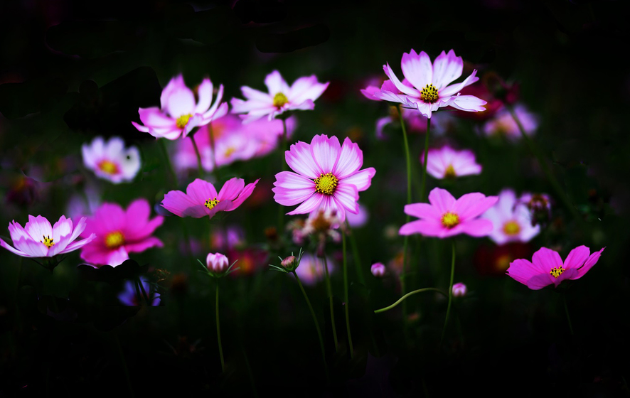 Lotus flowers taken with a 35mm lens