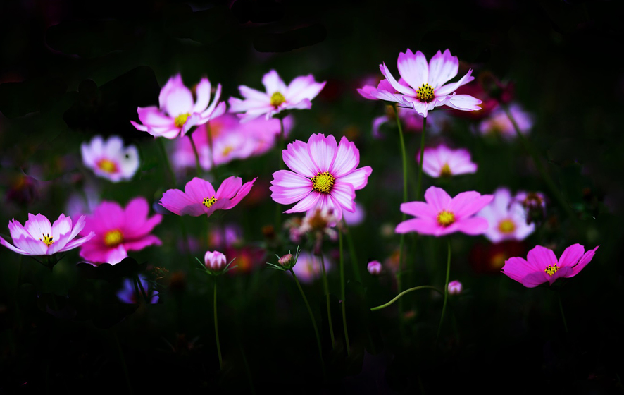 Lotus flowers taken with a 35mm lens   