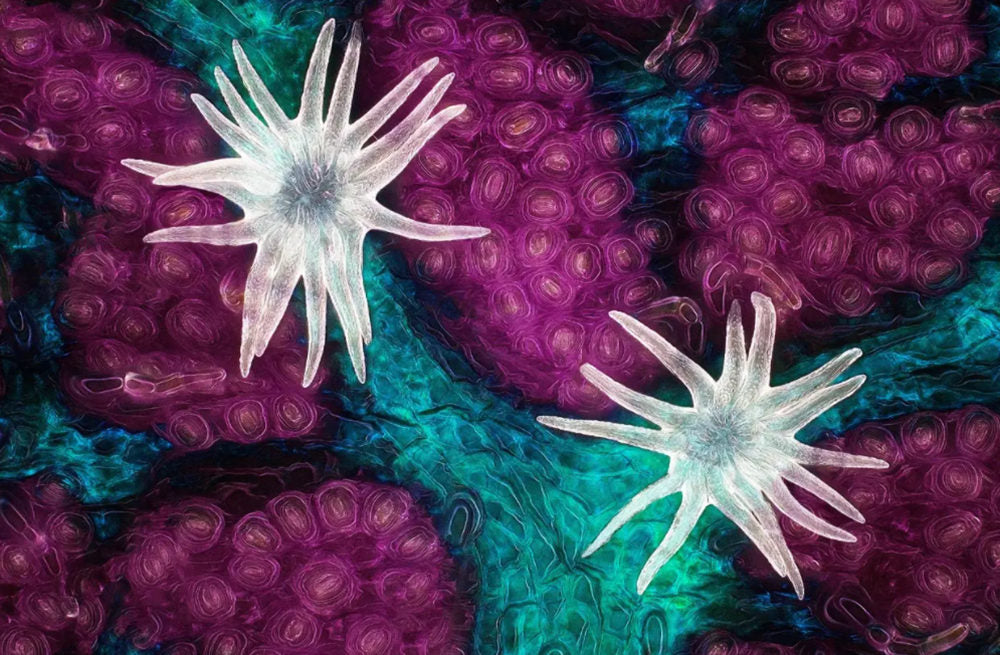 Microscopic biological details