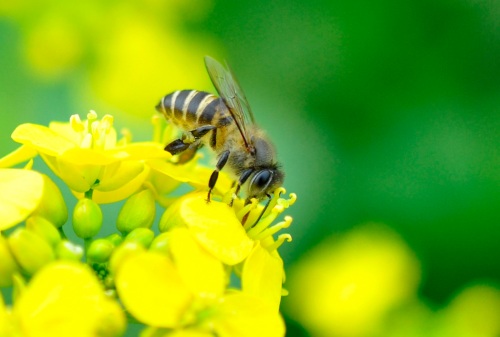 Bees gather nectar from flowers