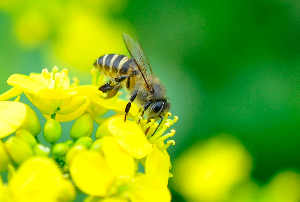 Bees gather nectar from flowers   