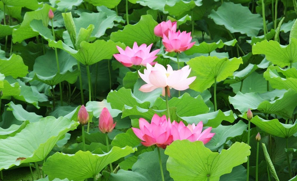 lotus