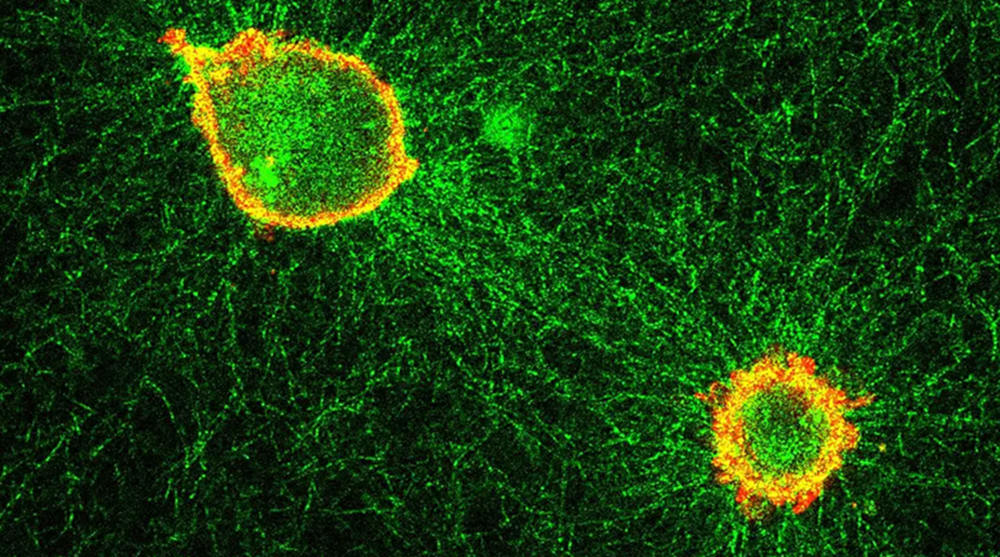 Microscopic biological details