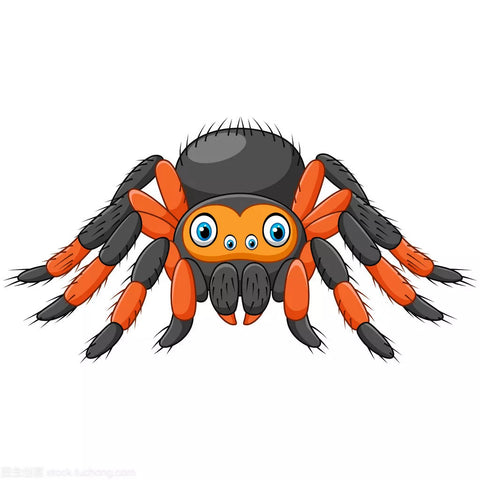 Best pet shop tarantula