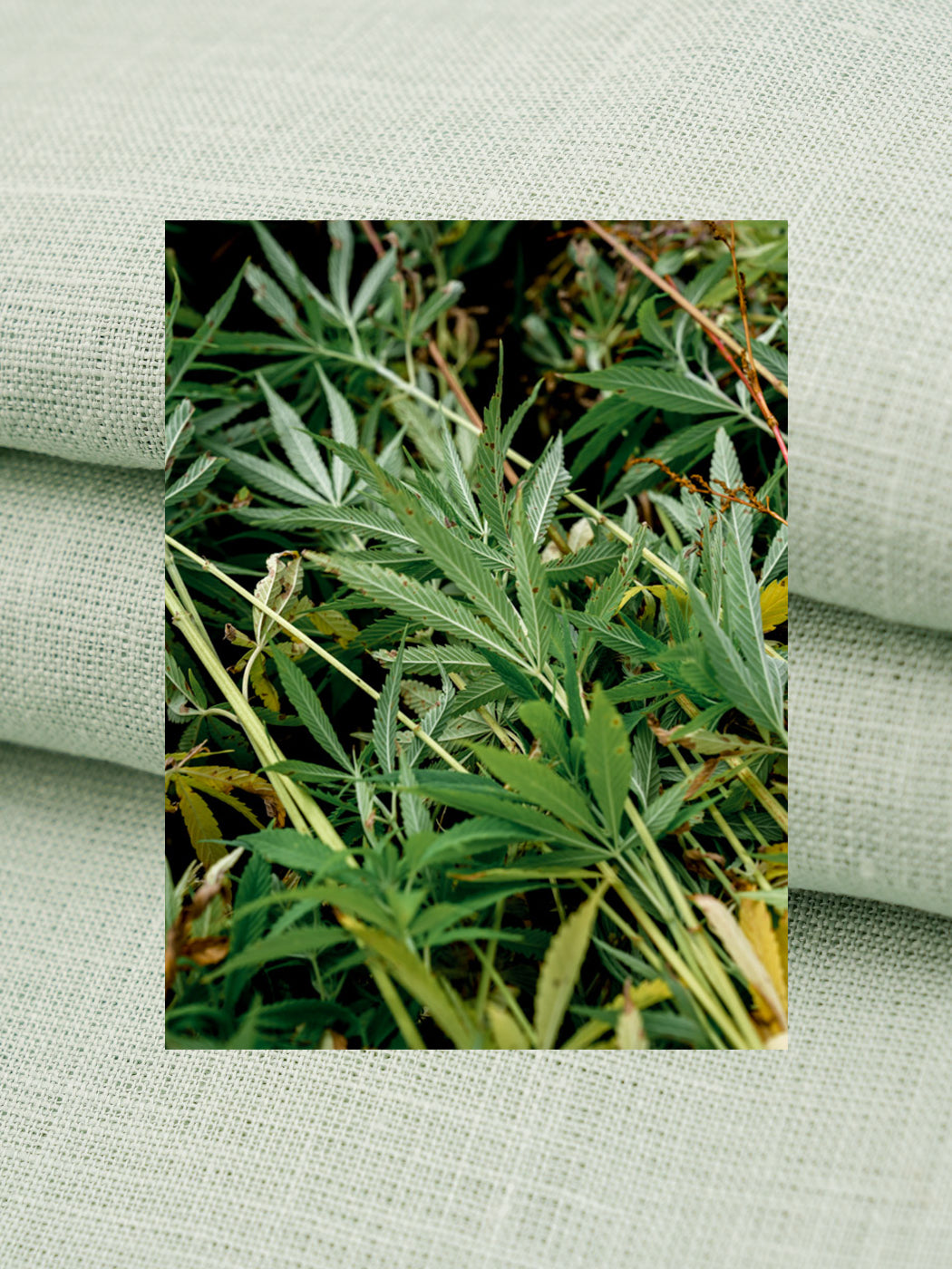 hemp fiber fabrics