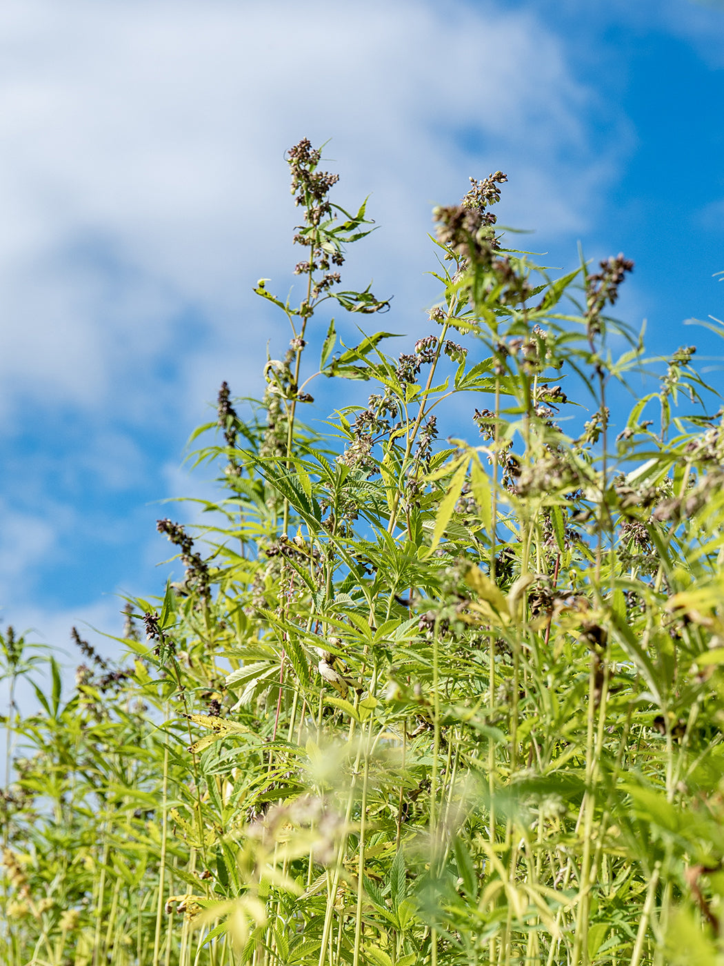 hemp fiber textile