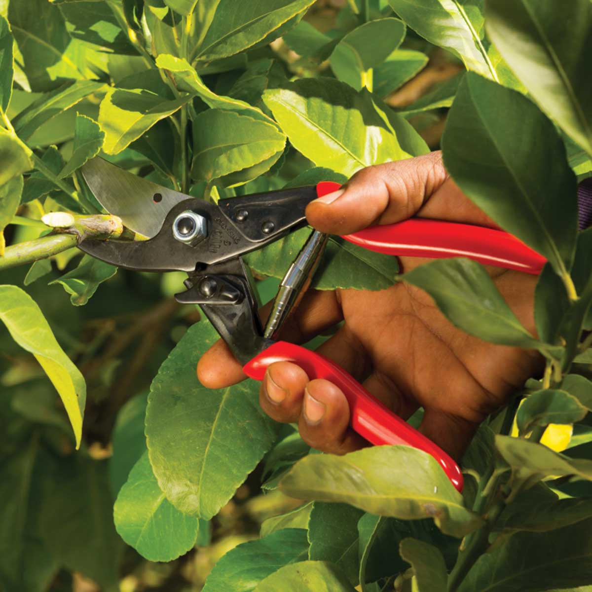 FELCO 5 Economy Hand Pruner