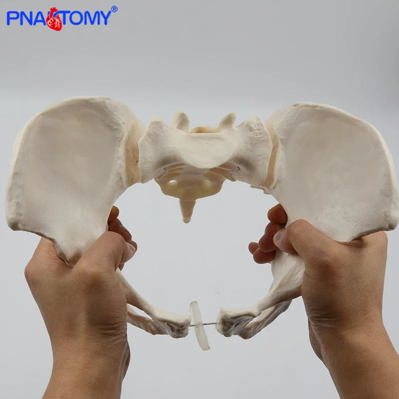 Flexible Female Pelvis Model Human Skeleton Model Specimen Hip Skeleton Anatomy Medical Tool School Used 1:1 Pubis Skeletal