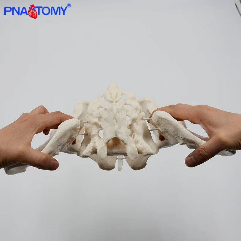 Flexible Female Pelvis Model Human Skeleton Model Specimen Hip Skeleton Anatomy Medical Tool School Used 1:1 Pubis Skeletal