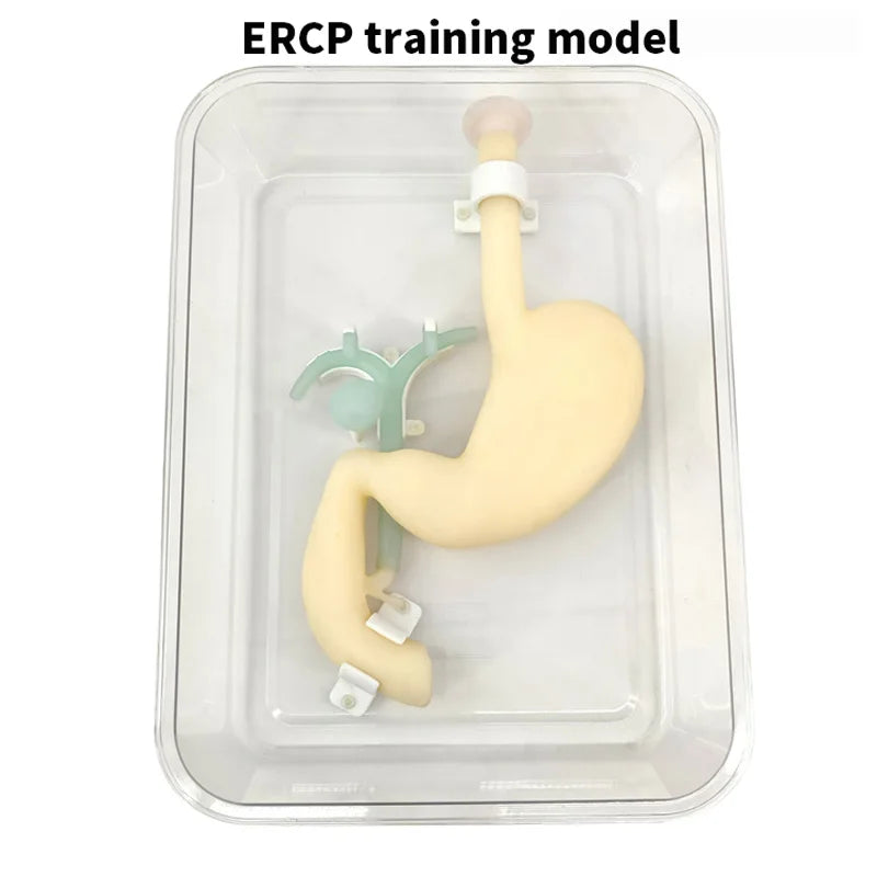 Gastroscope ERCP ScopeTraining Model Gastroduodenal Simulation Gastroscopic Surgery Training Simulate Biliary System Digestion