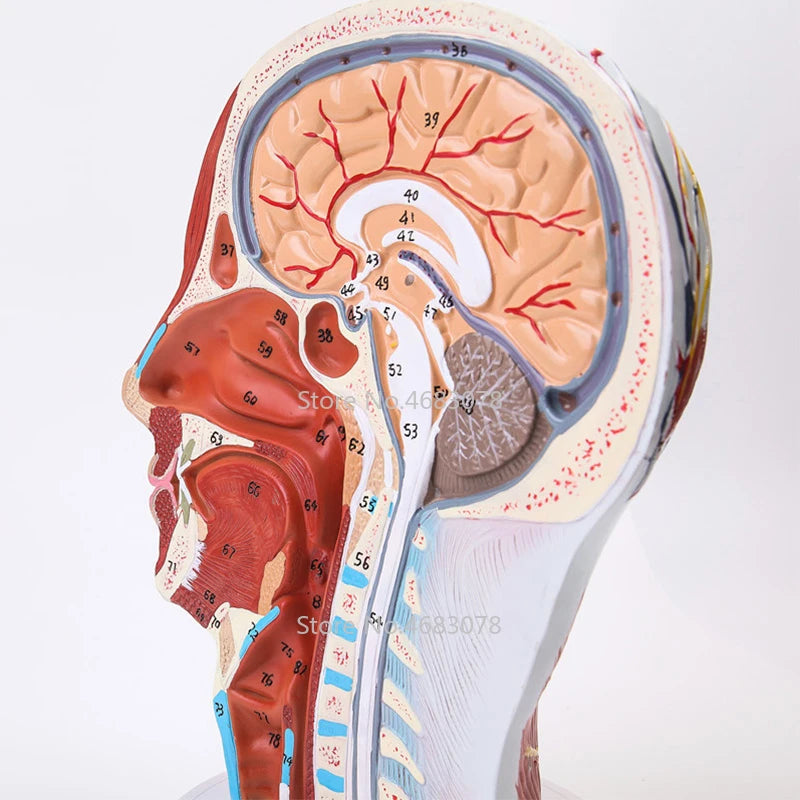 Head Neck Superficial Nerve Vascular Muscle Model,Human,skull with muscle And Nerve blood vessel,School medical teaching supply