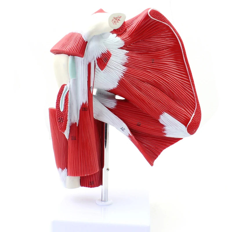 Human Shoulder Joint Muscle Biology Sports Science Anatomy Model