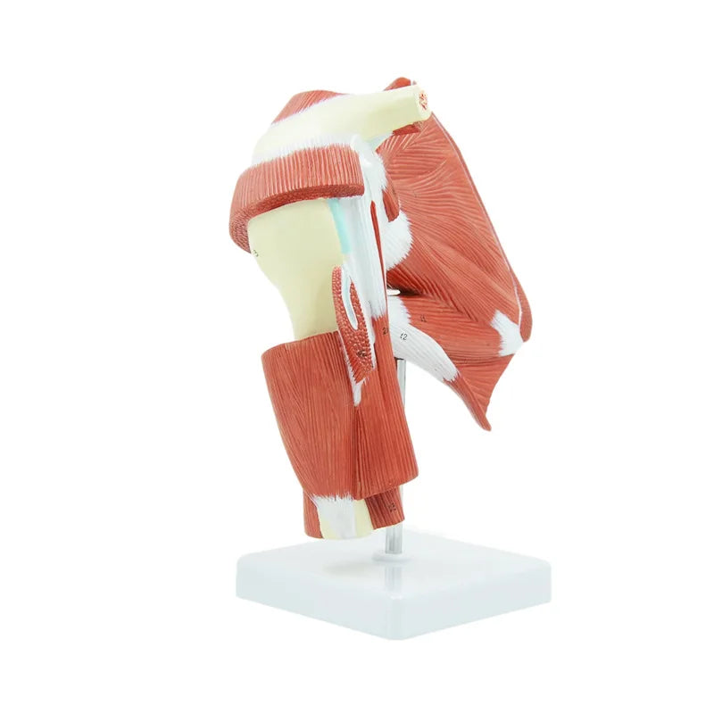 Human Shoulder Joint Muscle Biology Sports Science Anatomy Model