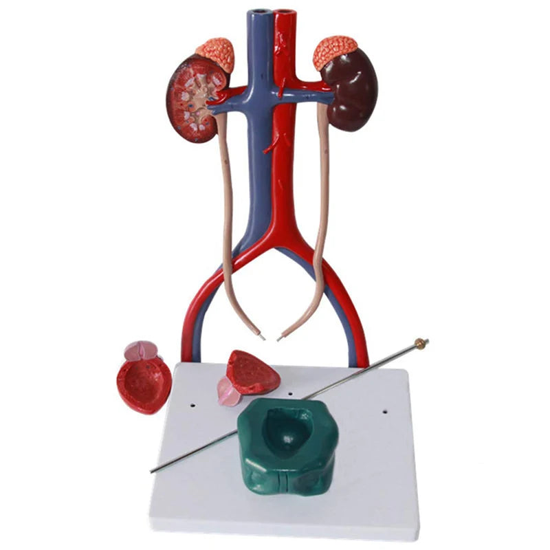 Human Urinary System Anatomy Model Medical Science Teaching Resources