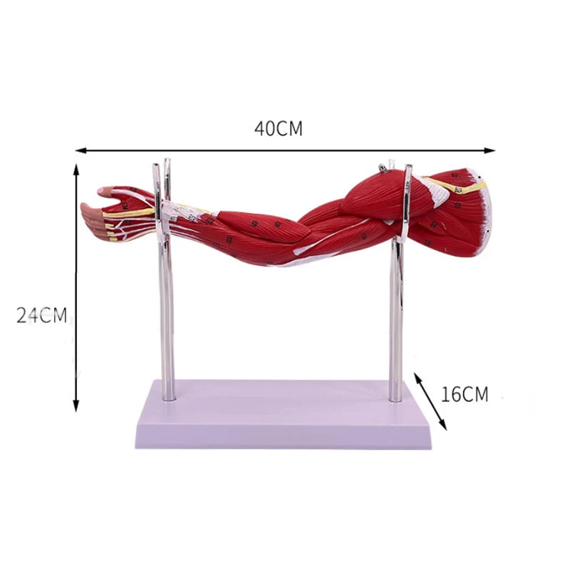 Human muscle structure of upper limbs lower limbs leg muscles blood vessels and nerves Model