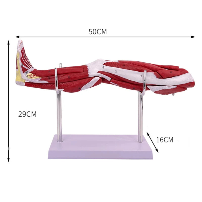 Human muscle structure of upper limbs lower limbs leg muscles blood vessels and nerves Model