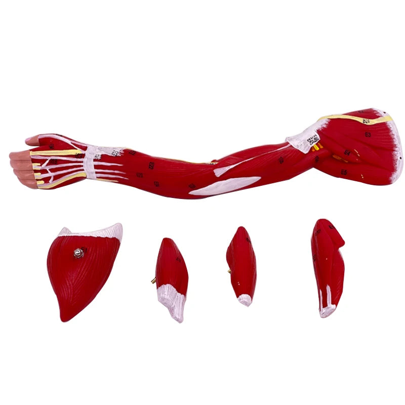 Model of human muscle structure of small upper limbs, lower limbs, leg muscles, blood vessels and nerves