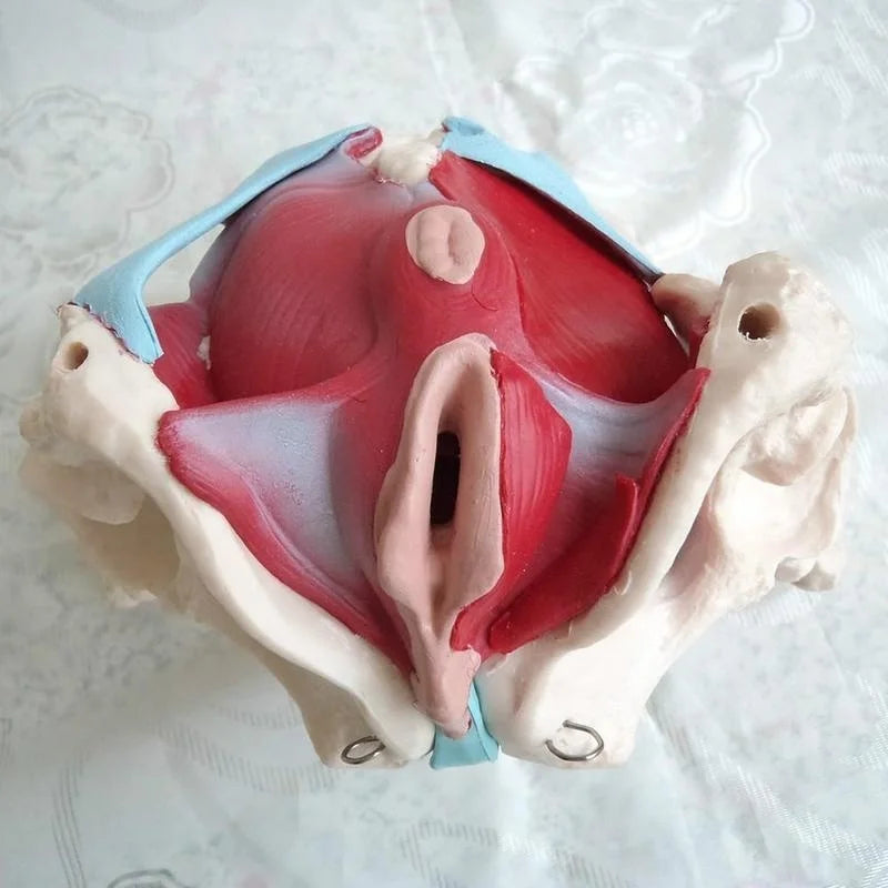 Removable Female Pelvis Pelvic Floor Muscle Anatomical Model Uterus Ovary Muscle Teaching Resources Educational Model Props