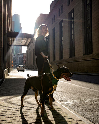 Designer Dog Harness LACE Designer Harness With Rose Gold -  Norway