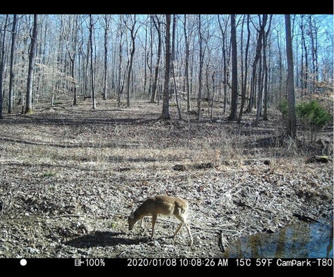 Trail camera — a great assistant for your outdoor activities