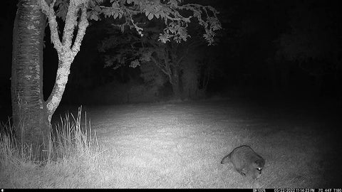 trail camera