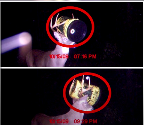 Weird things caught on camera sale