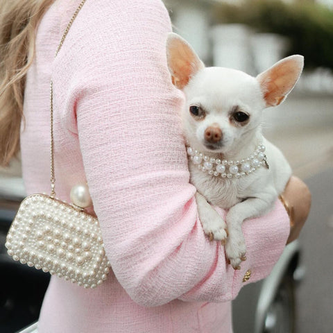 lady wearing a white clutch armed with a tiny dog