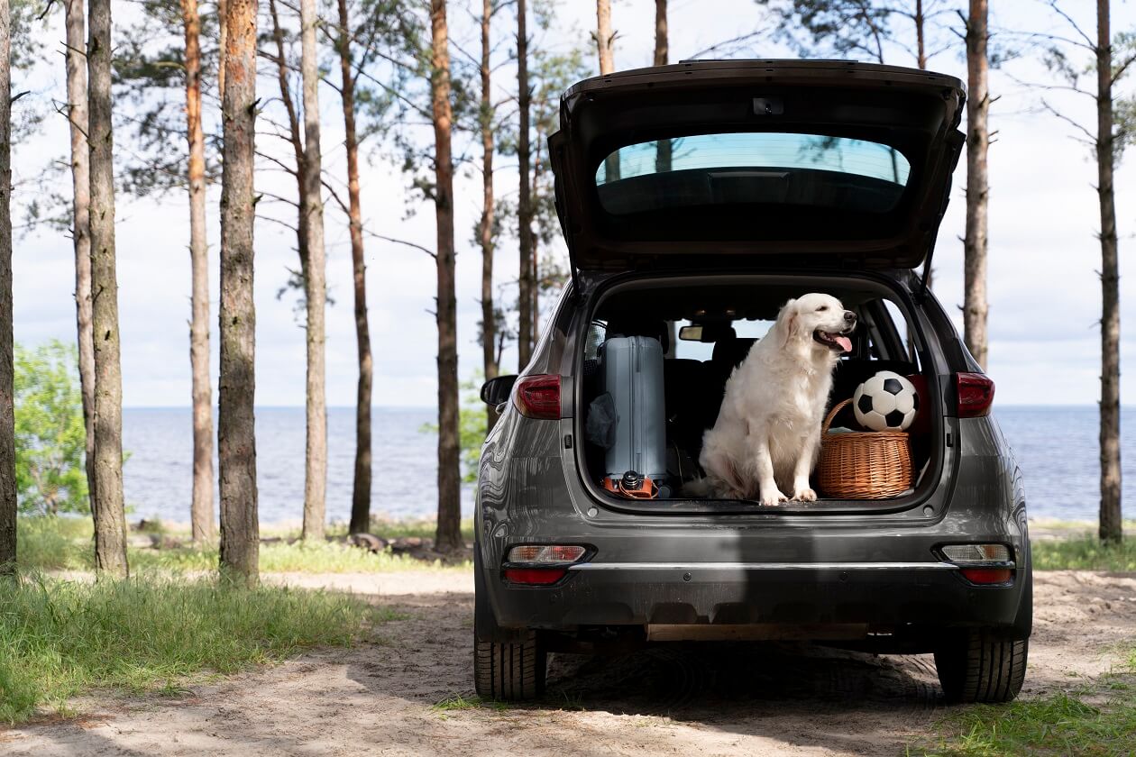 dog sitting in an open car trunk