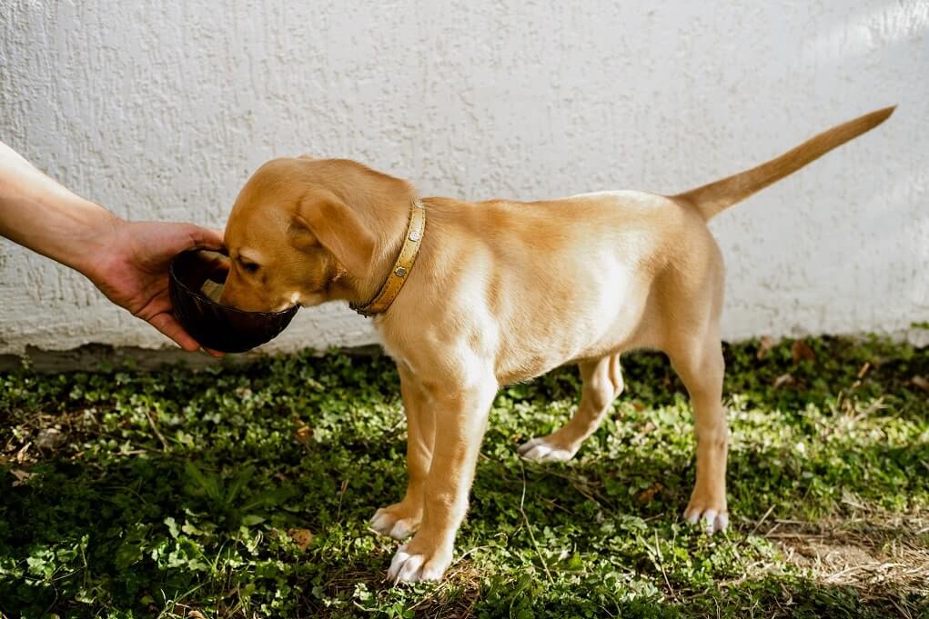 dog drinks water