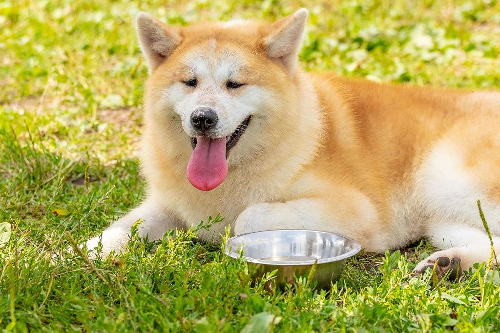 how often should dogs drink water