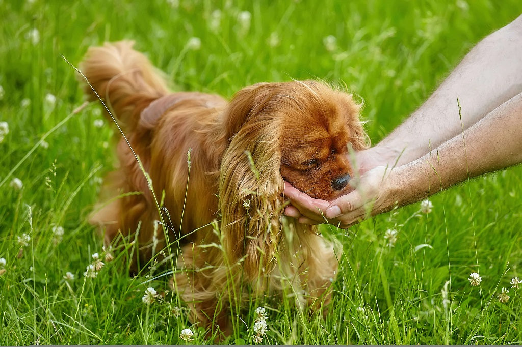 feed your dog water