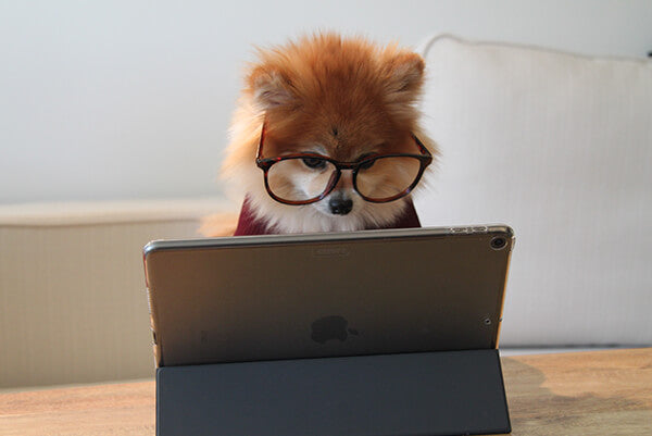 A cute puppy is looking at the computer