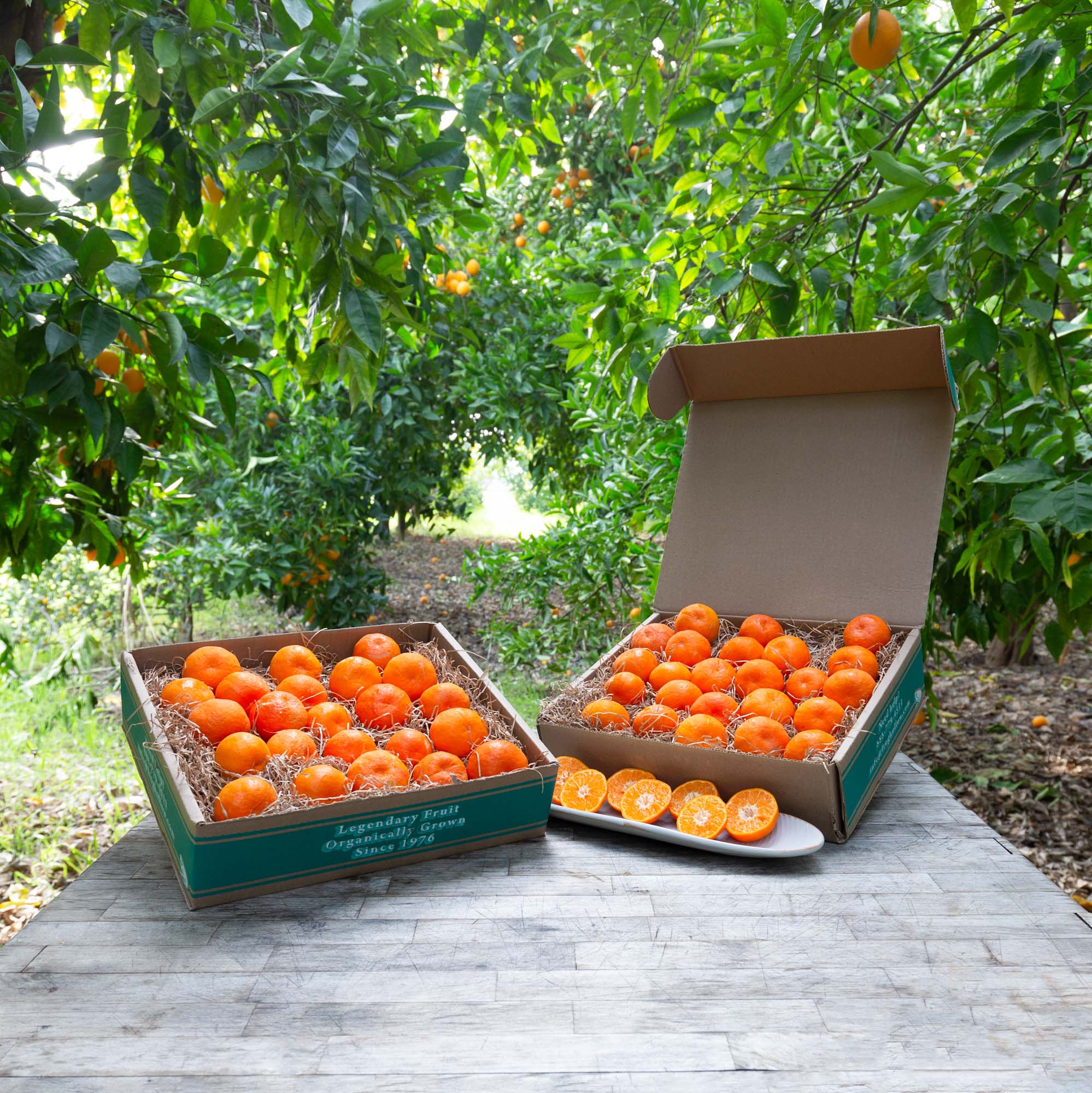 Organic TDE Triple Cross Mandarins