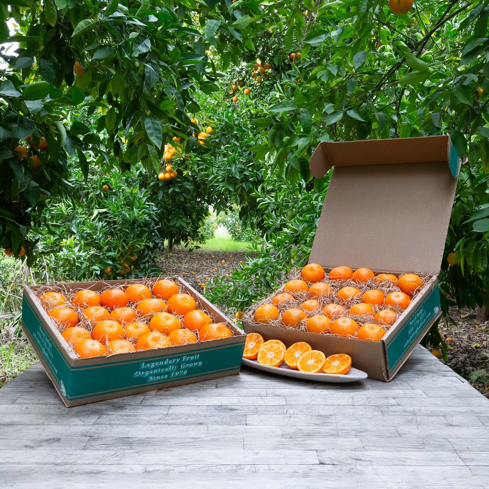 Organic Clementine Mandarins