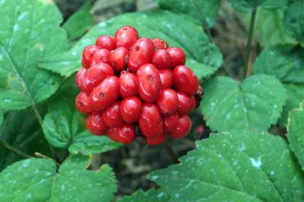 Premium American Ginseng Seeds - Grow Your Own Medicinal Garden- 1/4 LB