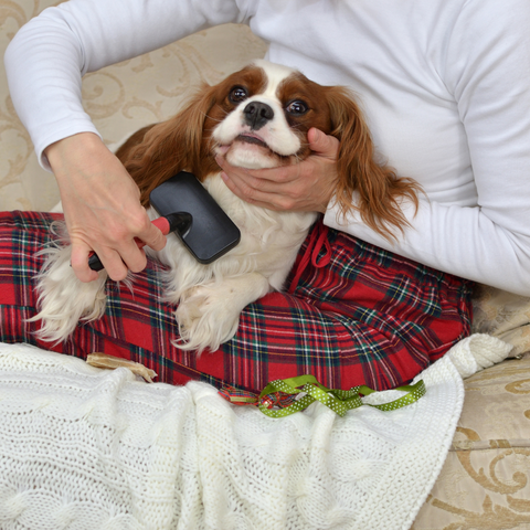 brushing your pet