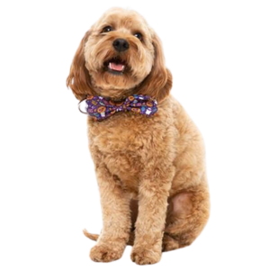 FuzzYard Spooky Bowtie for Dogs & Cats