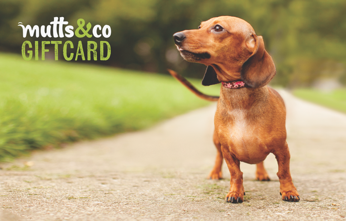 Mutts & Co. Doxie eGift Card