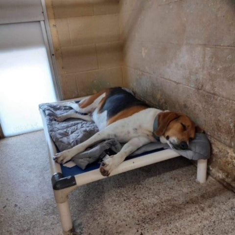 Zonli pet cooling blanket