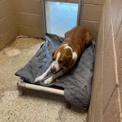 Zonli pet cooling blanket