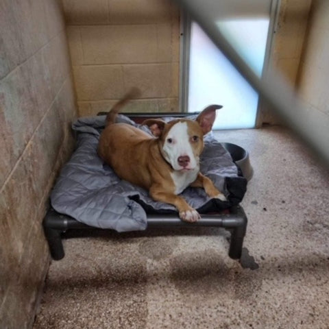 Zonli pet cooling blanket
