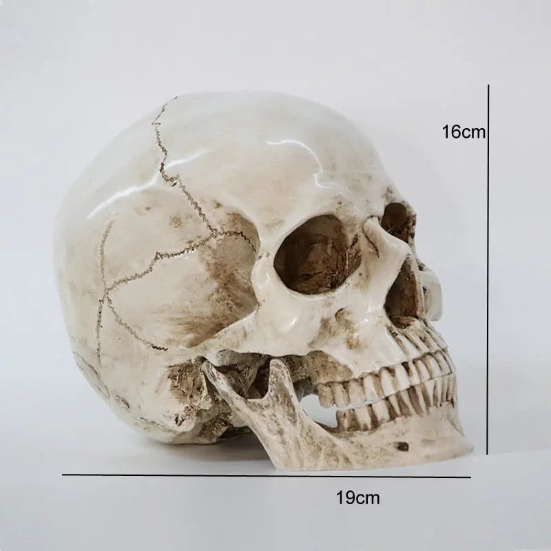 Human Skull Replica Sculpture For Sale - Life Size 1:1 Model Resin Statue Anatomy Art Decoration Carving