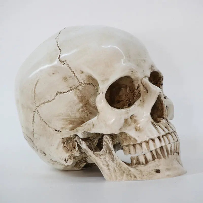 Human Skull Replica Sculpture For Sale - Life Size 1:1 Model Resin Statue Anatomy Art Decoration Carving